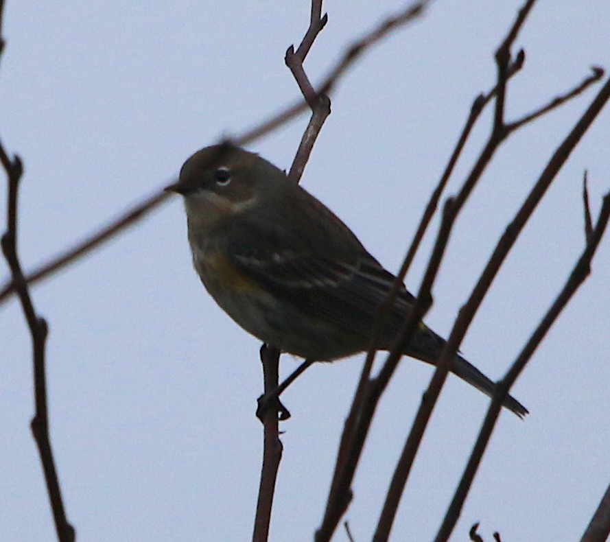 Yellow-rumped Warbler - ML120781501