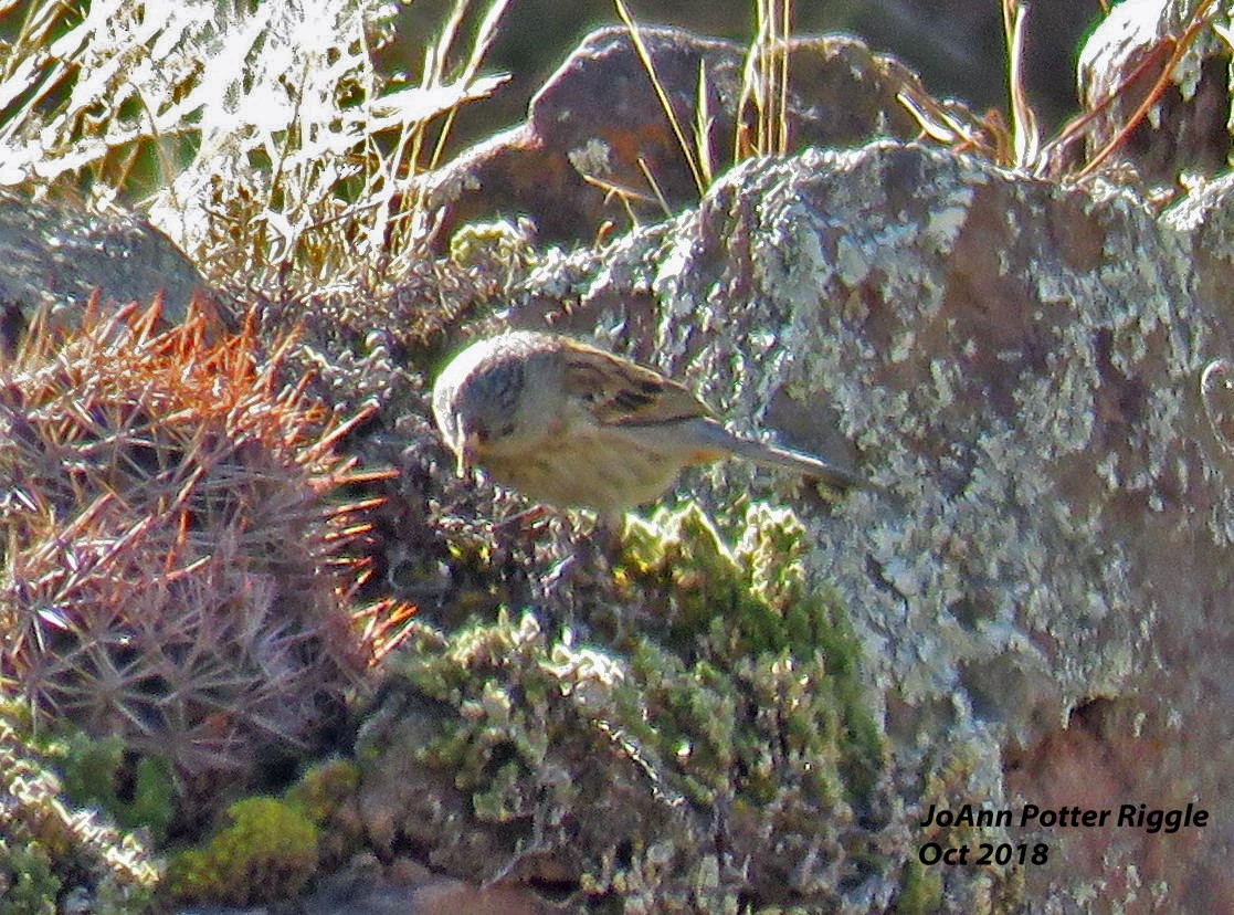 Band-tailed Seedeater - ML120781651