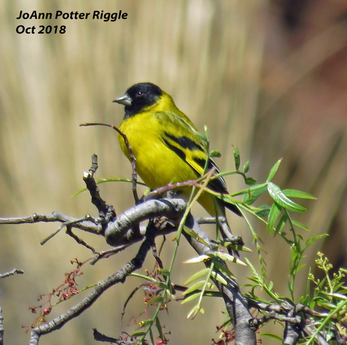 Hooded Siskin - ML120781711