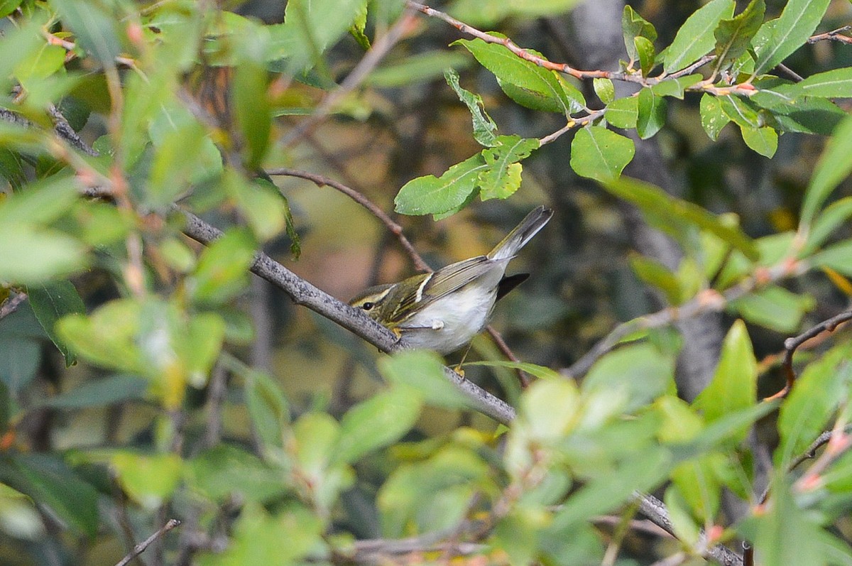 Yellow-browed Warbler - ML120781871