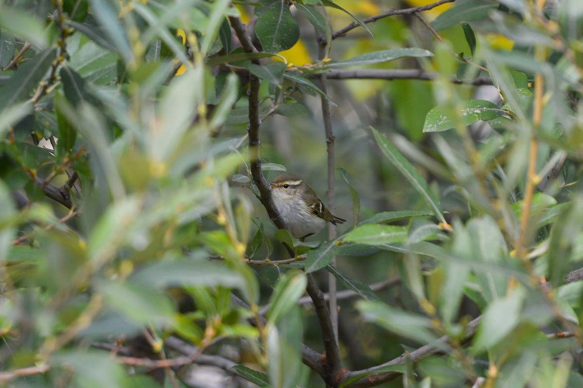 Yellow-browed Warbler - ML120781891
