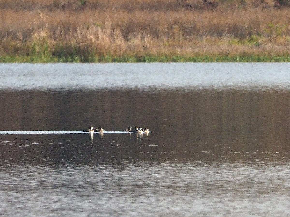 Ruddy Duck - ML120781941