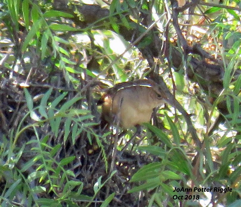 Streak-fronted Thornbird - ML120782171