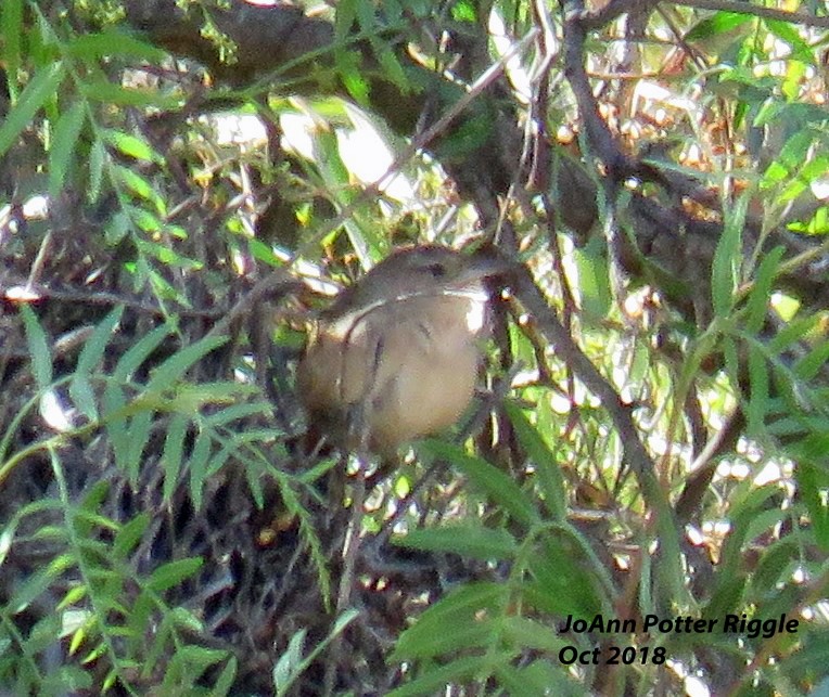 Streak-fronted Thornbird - ML120782181