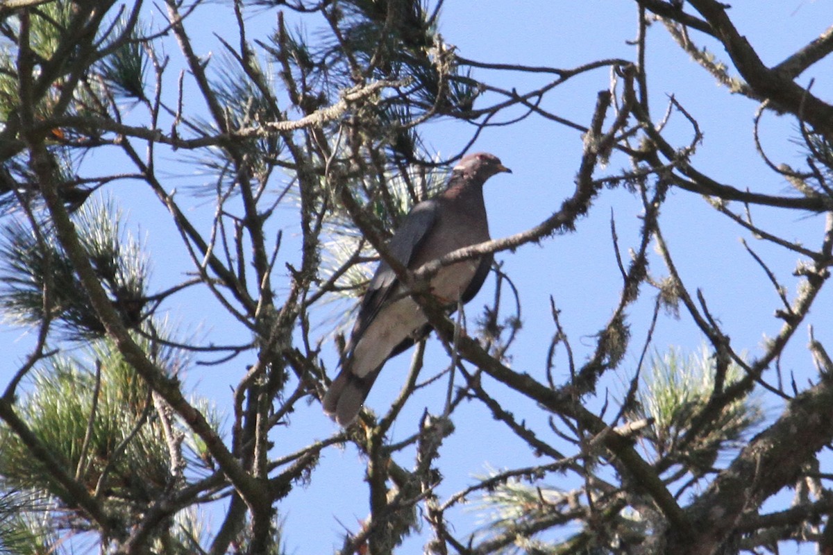 Band-tailed Pigeon - Jamie Chavez