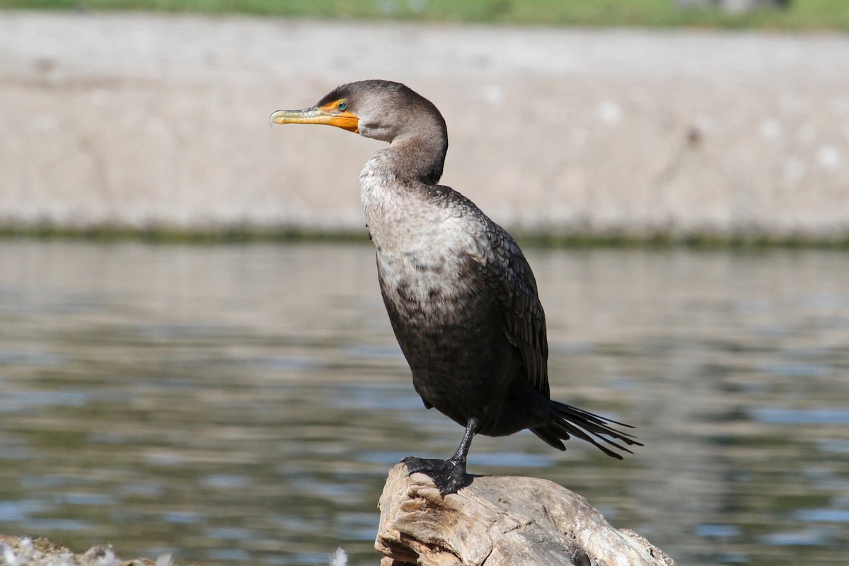 Double-crested Cormorant - ML120782371