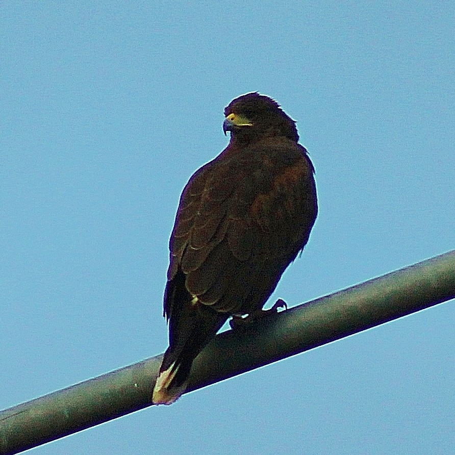 Harris's Hawk - ML120782851