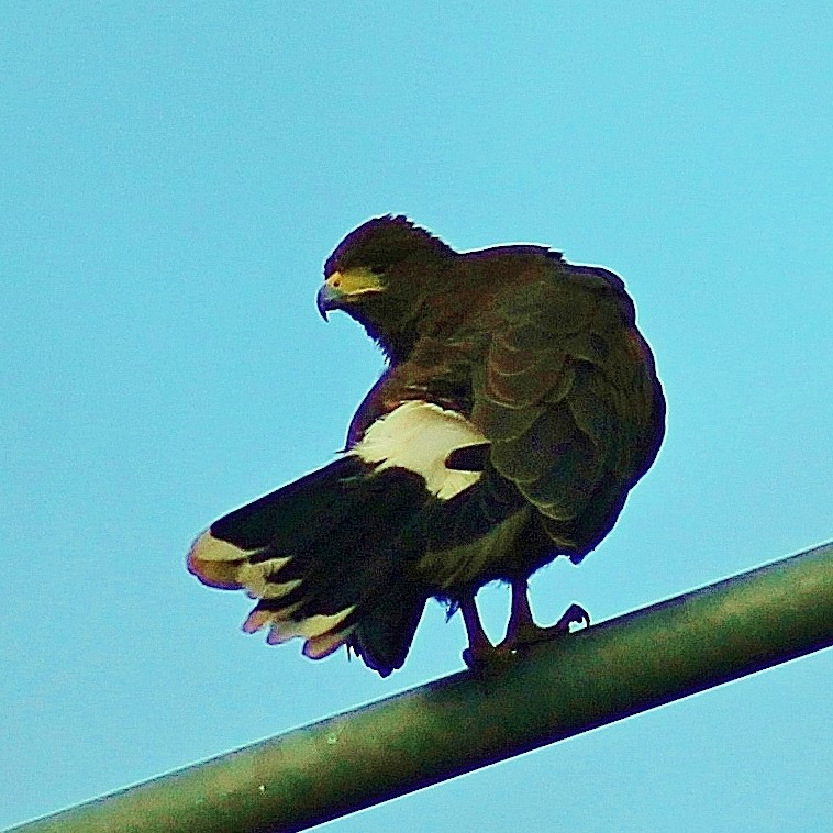 Harris's Hawk - ML120782911