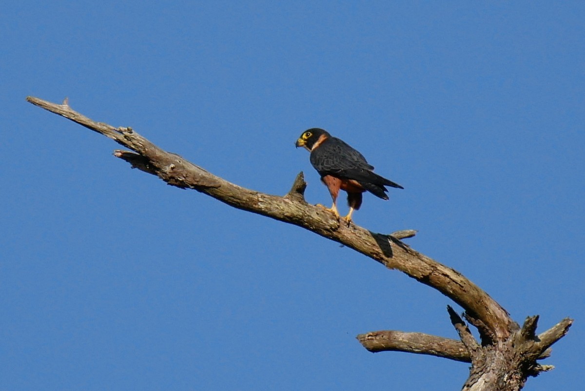 Oriental Hobby - Florian Klingel