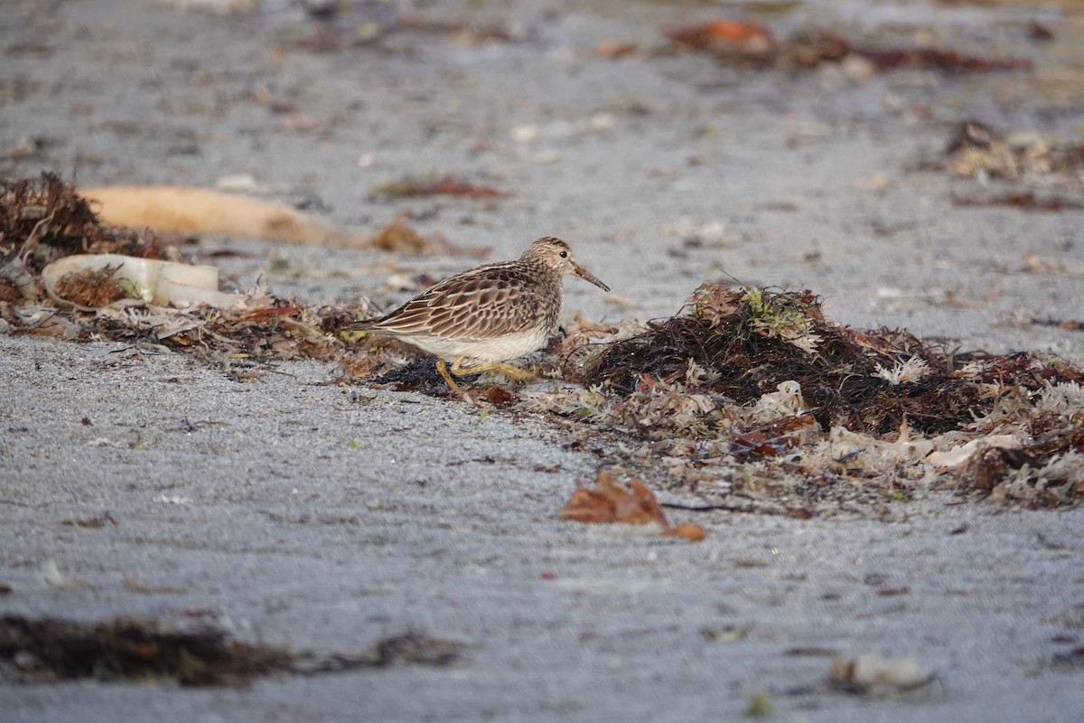 Pectoral Sandpiper - ML120785011