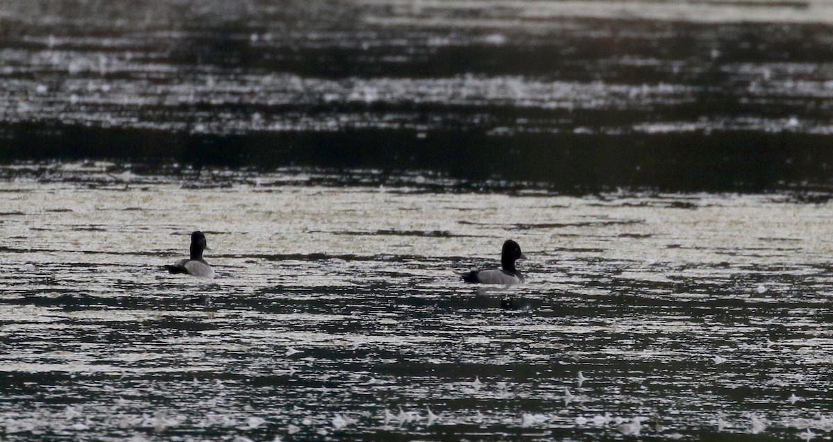 Ring-necked Duck - ML120786121