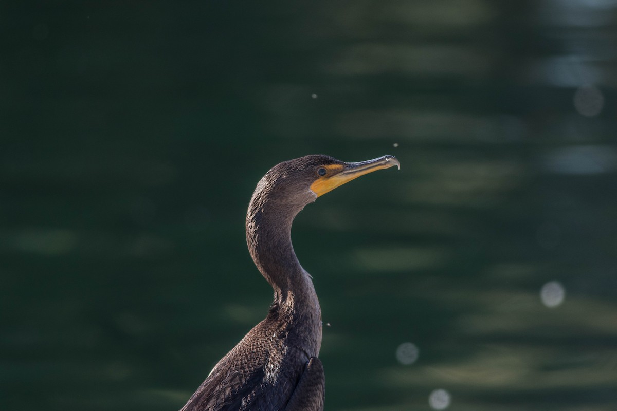 Double-crested Cormorant - Linda McNulty