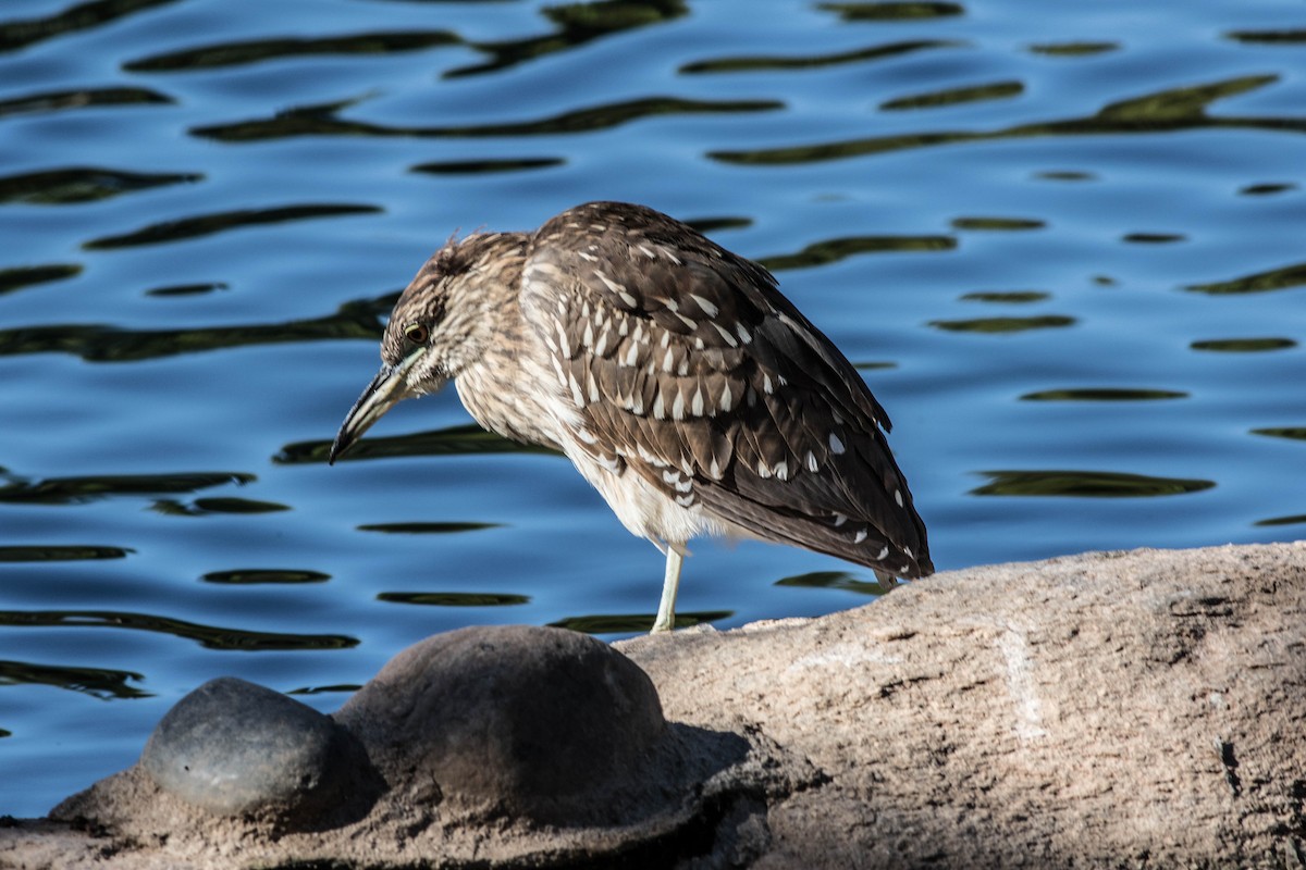 Black-crowned Night Heron - Linda McNulty