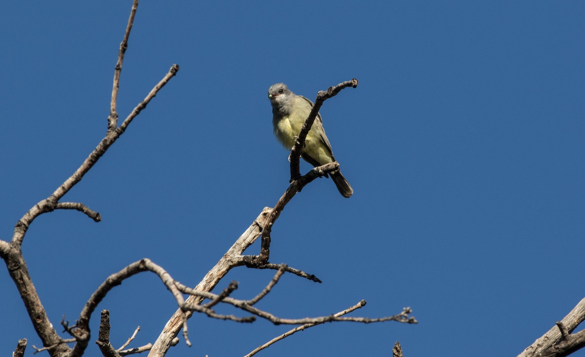 Cassin's Kingbird - Linda McNulty