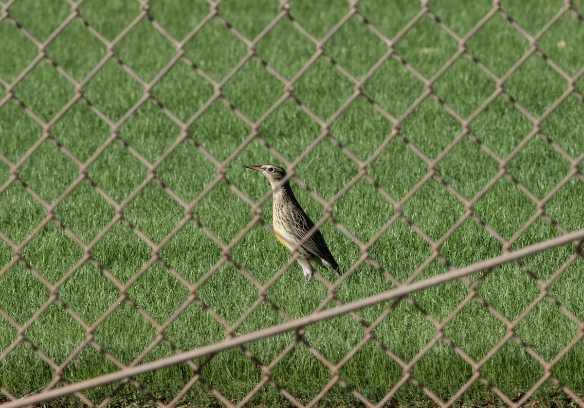 Western Meadowlark - ML120787571