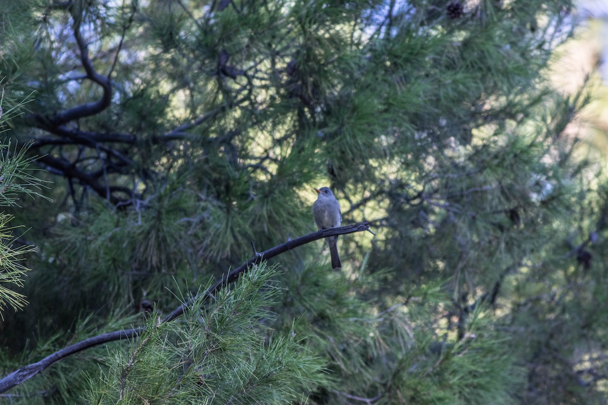 Greater Pewee - Linda McNulty