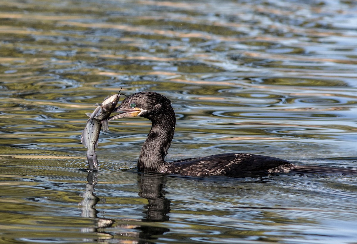 Cormorán Biguá - ML120790471