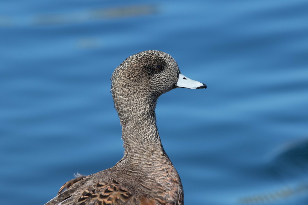 American Wigeon - Linda McNulty