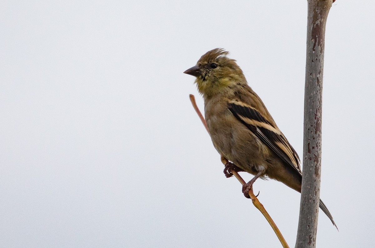 American Goldfinch - ML120791411