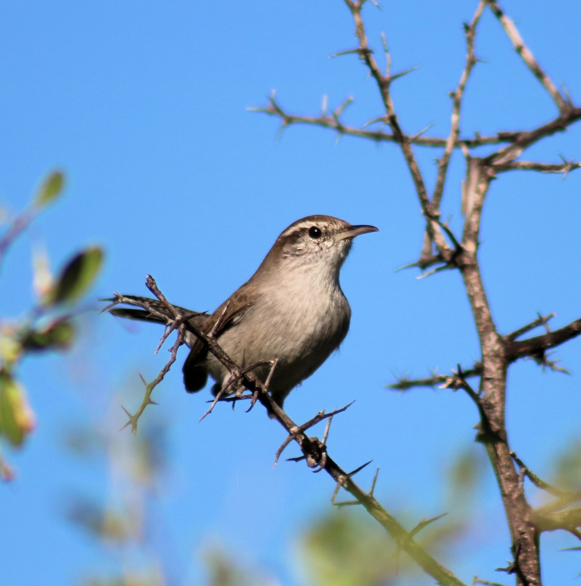 Bewick's Wren - Diana Spangler