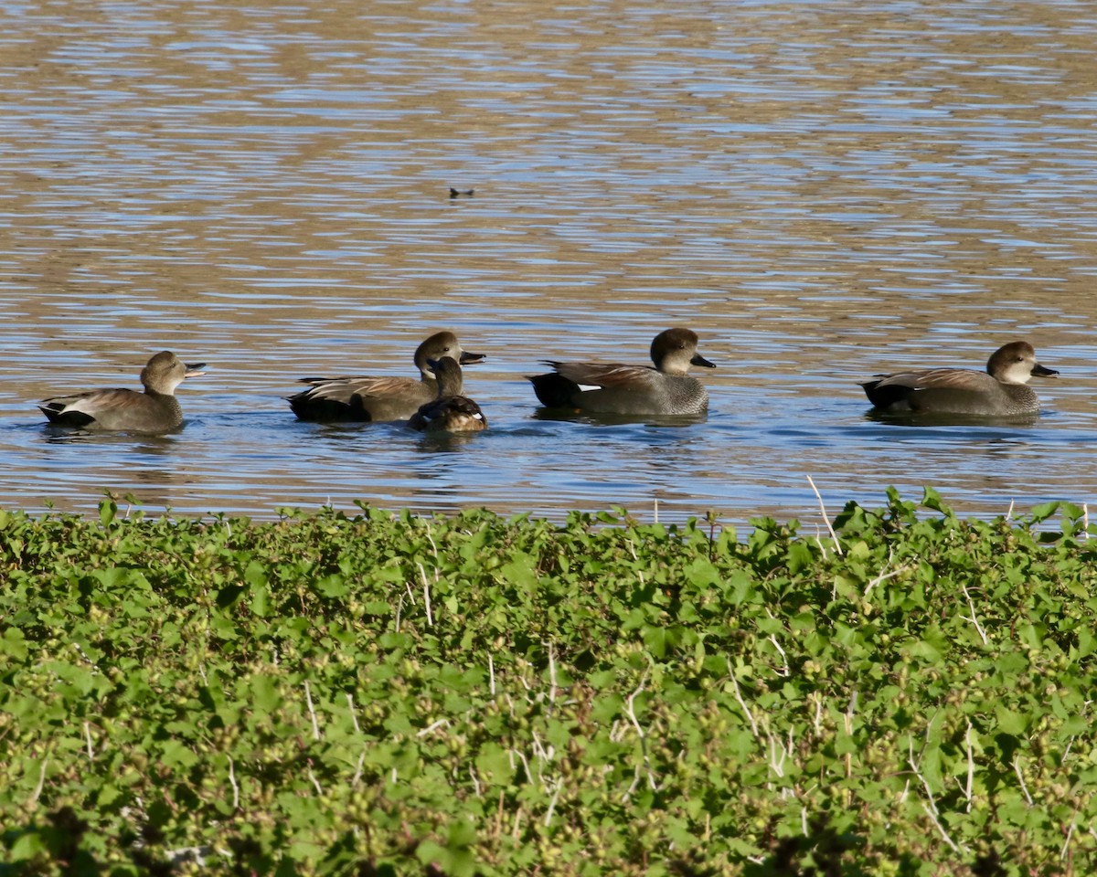 Gadwall - Mickey Dyke