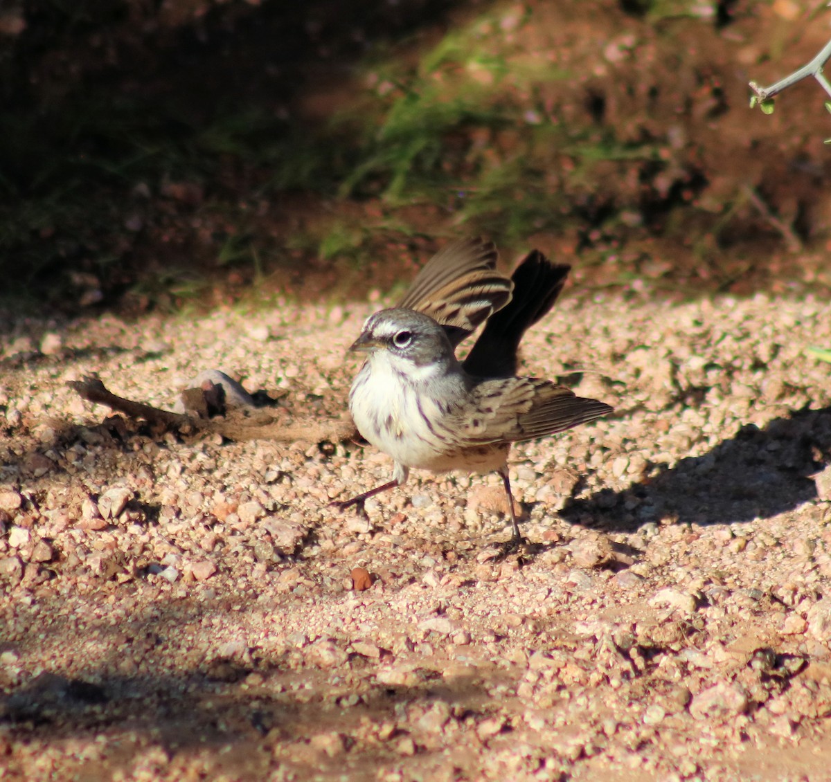 Sagebrush Sparrow - ML120795271