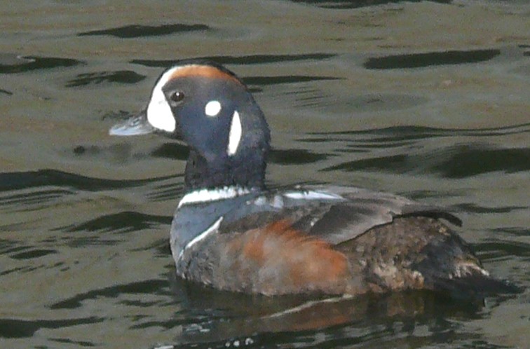 Harlequin Duck - ML120795551