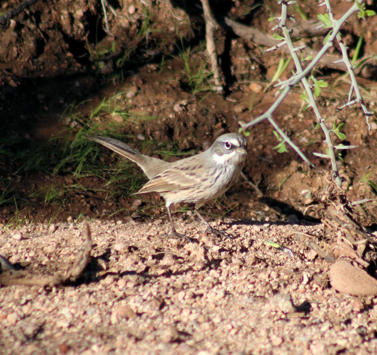 Sagebrush Sparrow - ML120795701