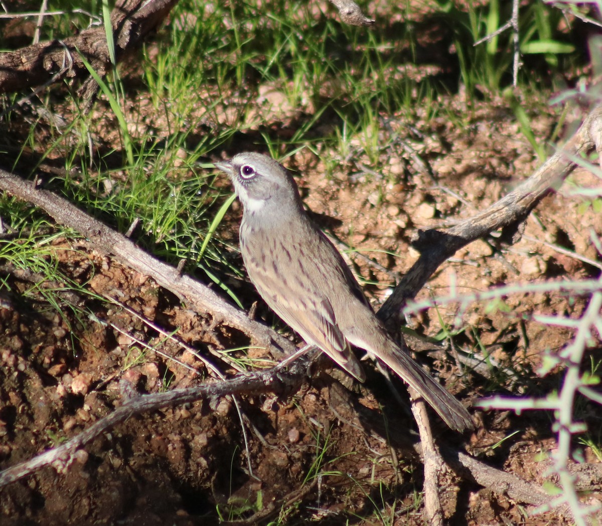 Sagebrush Sparrow - ML120796471