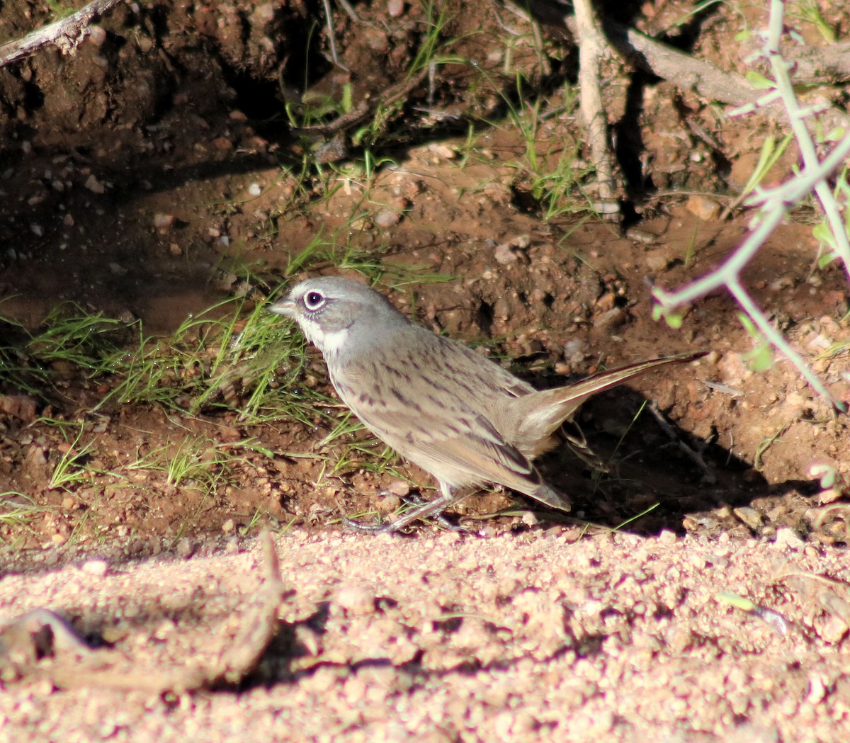 Sagebrush Sparrow - ML120796551