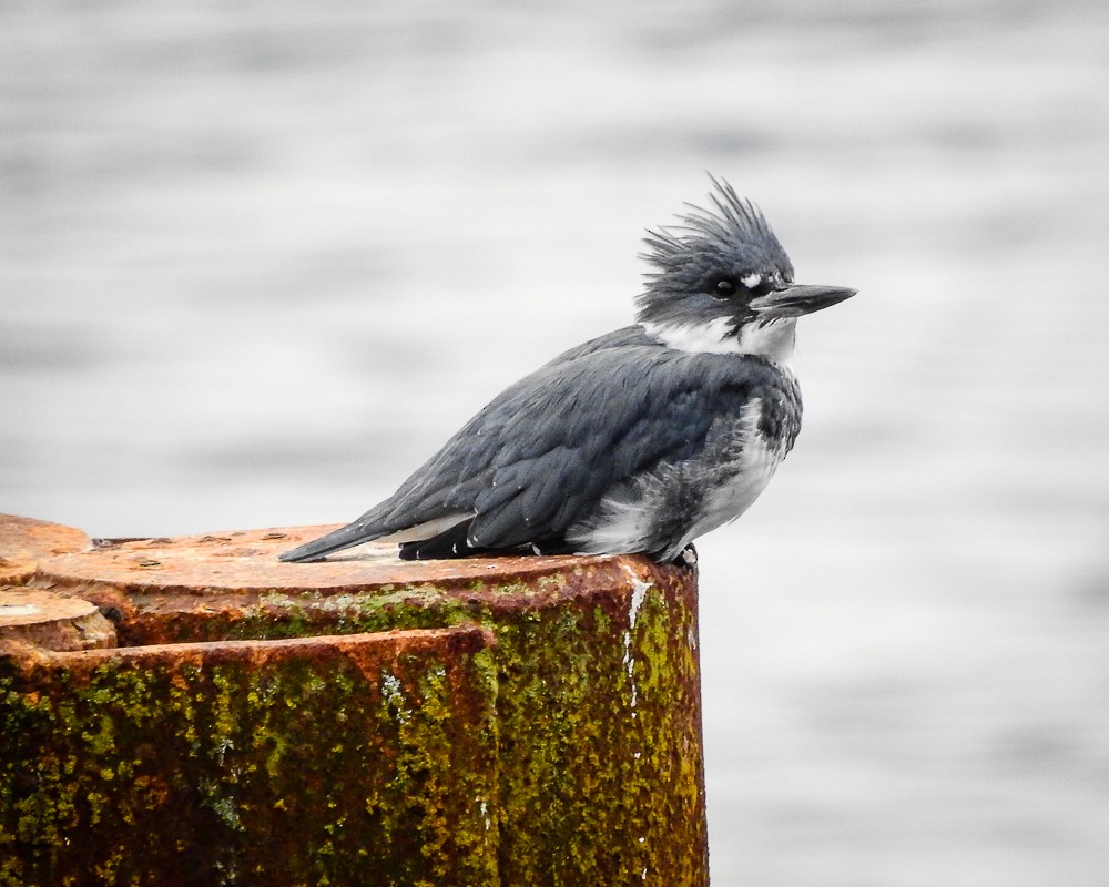 Belted Kingfisher - ML120797411