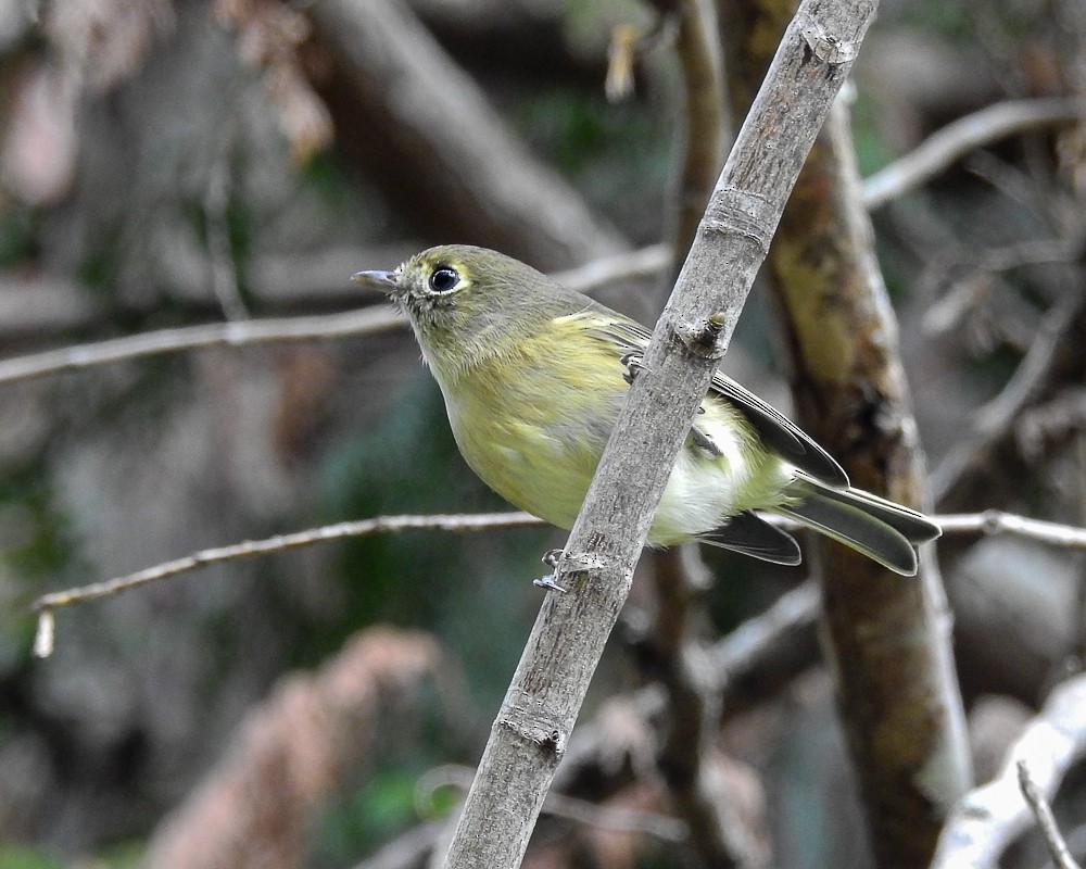 Hutton's Vireo - ML120797491