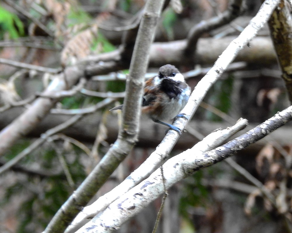 Chestnut-backed Chickadee - JW  Mills