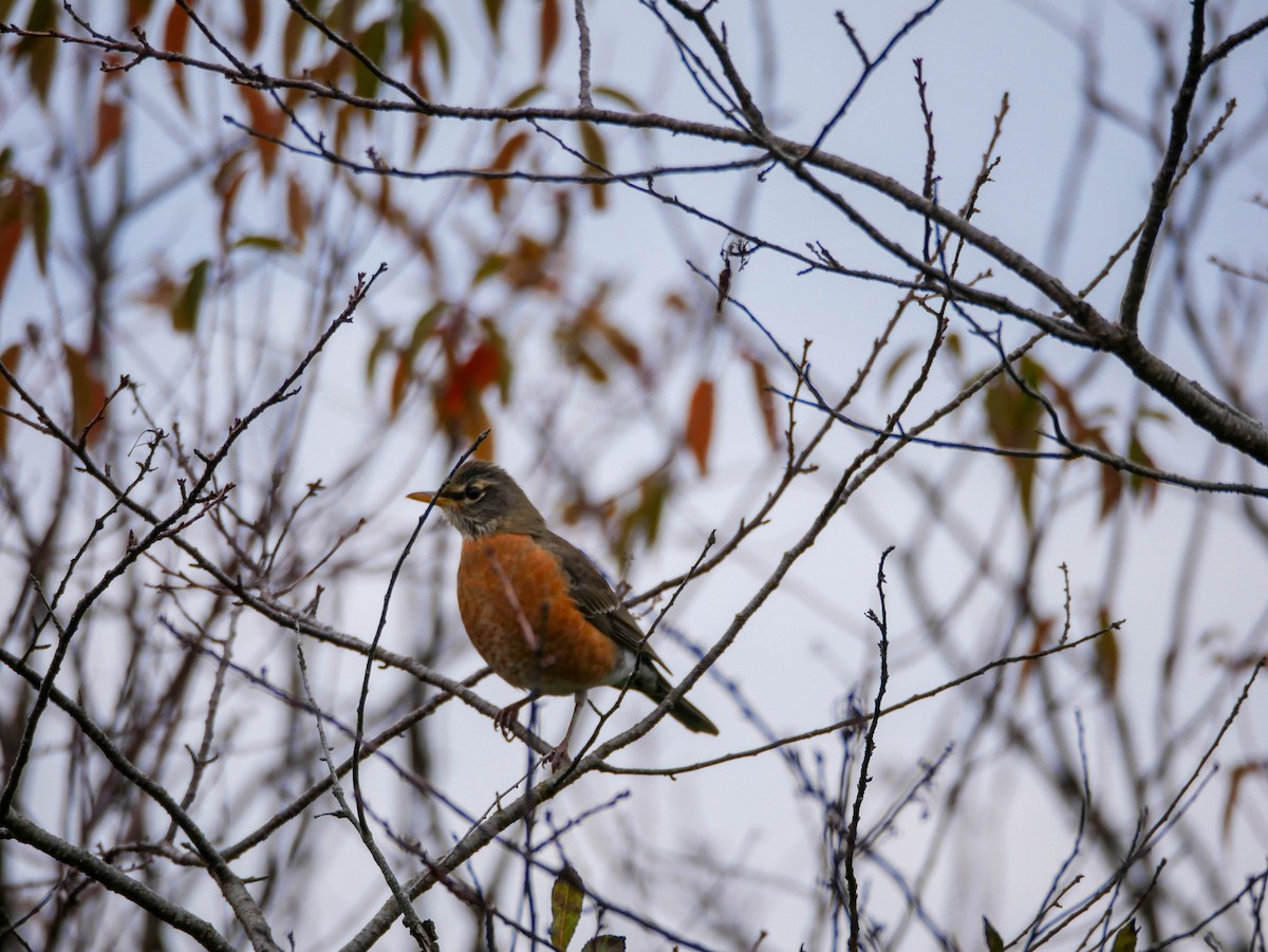American Robin - ML120798031