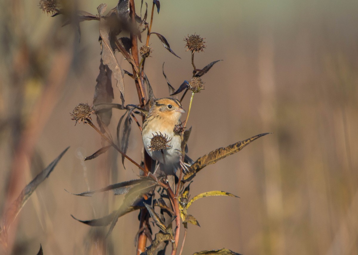 LeConte's Sparrow - ML120798481