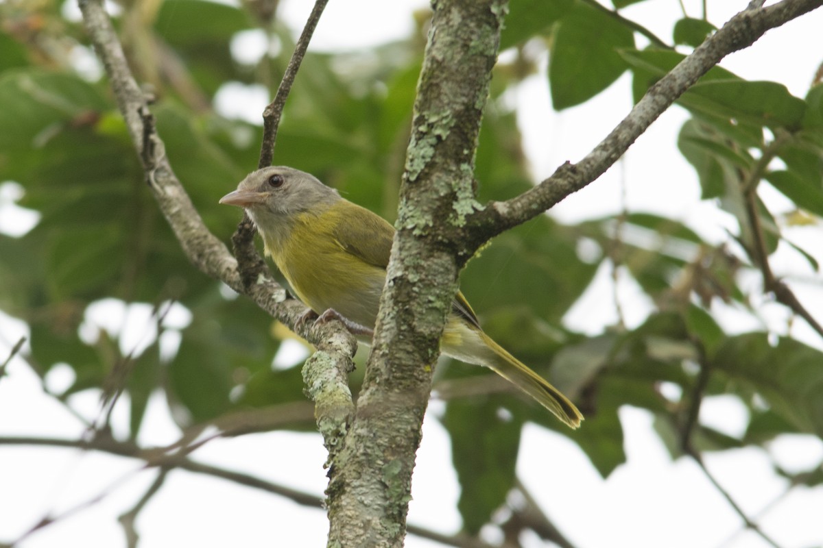 Ashy-headed Greenlet - Marco Silva