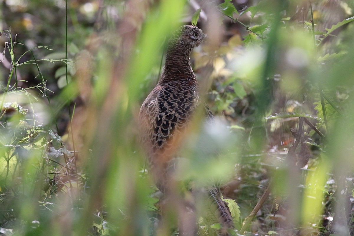 Ring-necked Pheasant - ML120800531