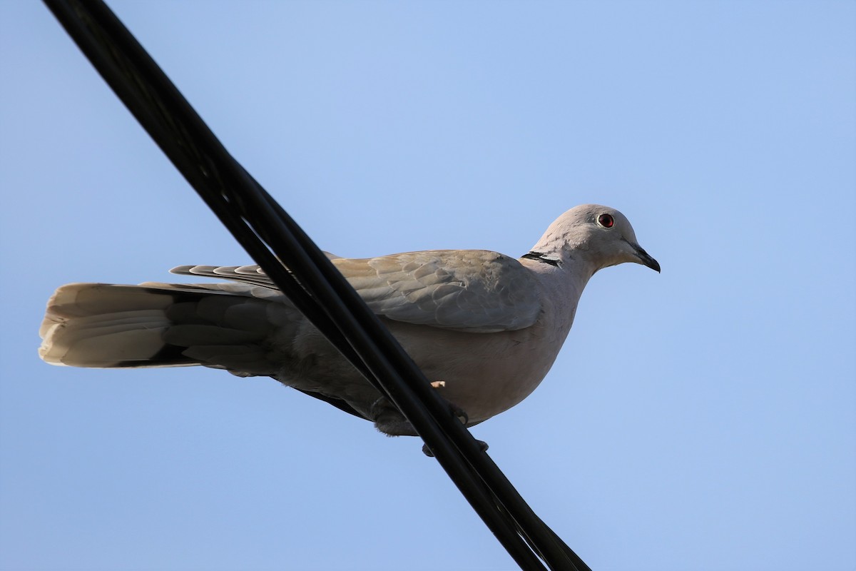 Eurasian Collared-Dove - ML120800761