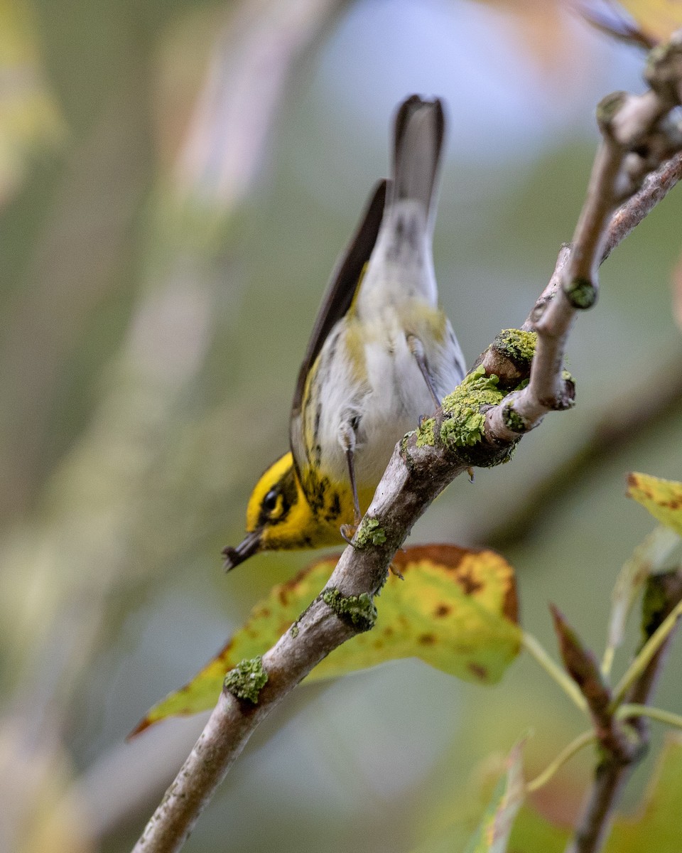 Townsend's Warbler - ML120801471