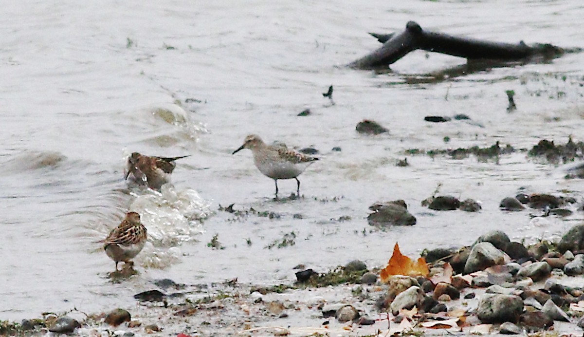 White-rumped Sandpiper - ML120801731