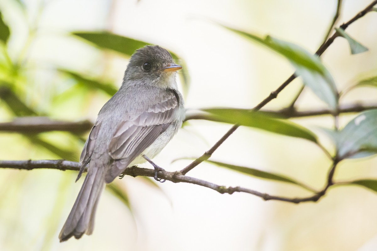 Southern Tropical Pewee - Claudia Brasileiro