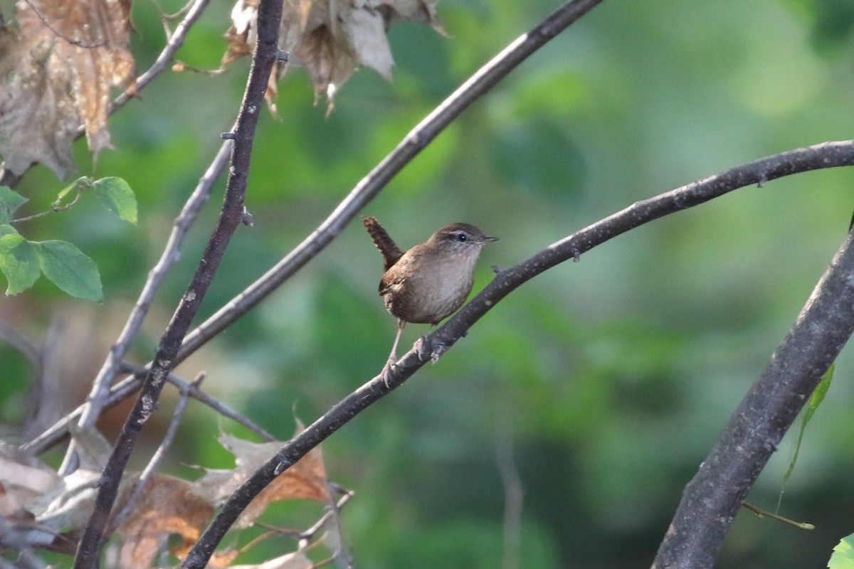 Eurasian Wren - ML120802121