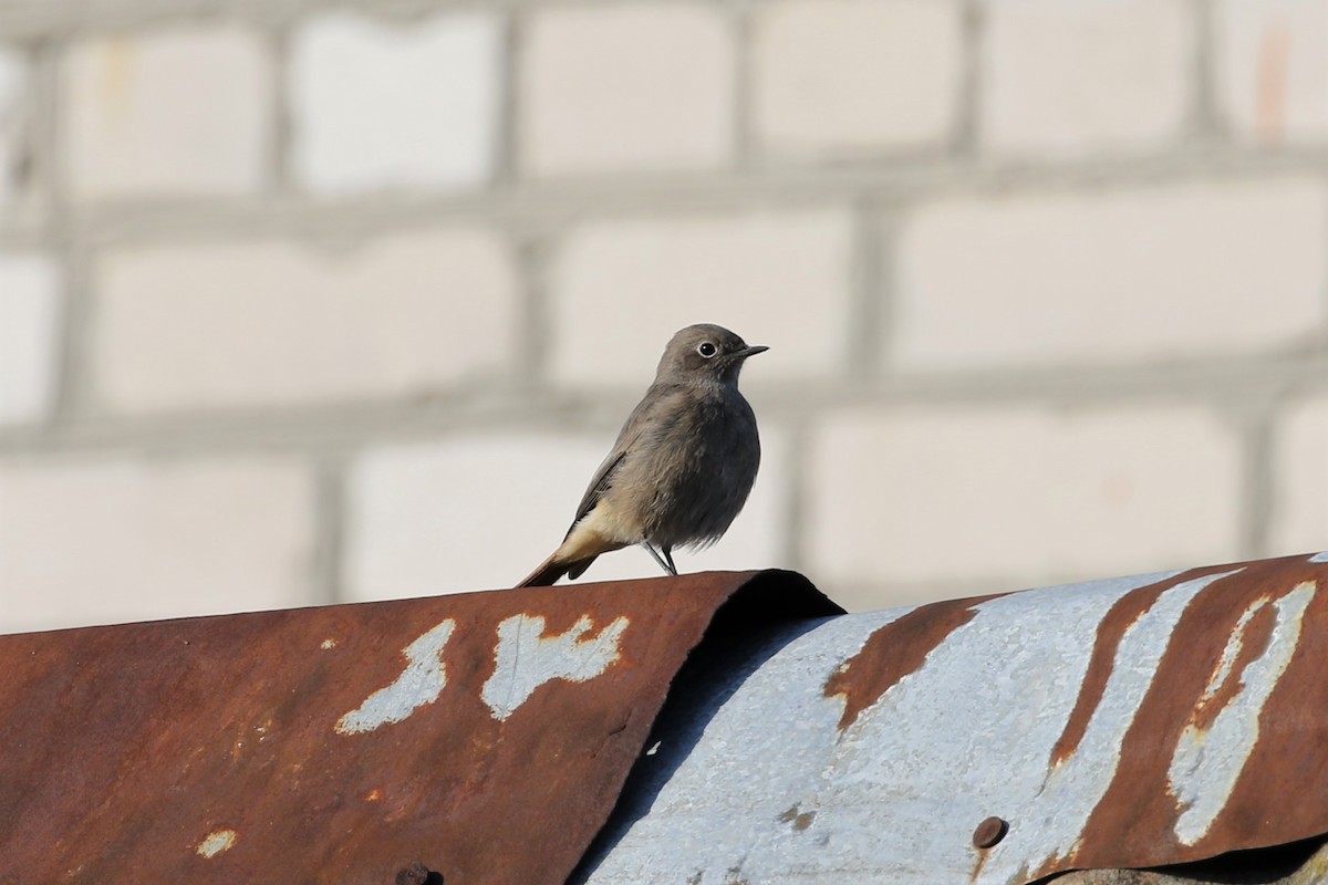 Black Redstart - ML120802301