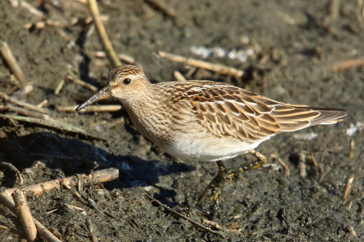 Bécasseau à poitrine cendrée - ML120802331