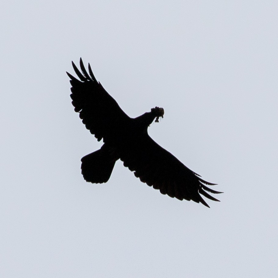 Common Raven - ML120802761