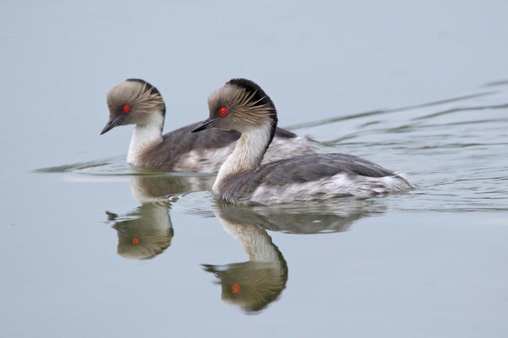 Silvery Grebe - ML120803531