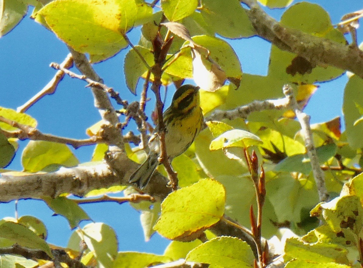 Townsend's Warbler - John Callender