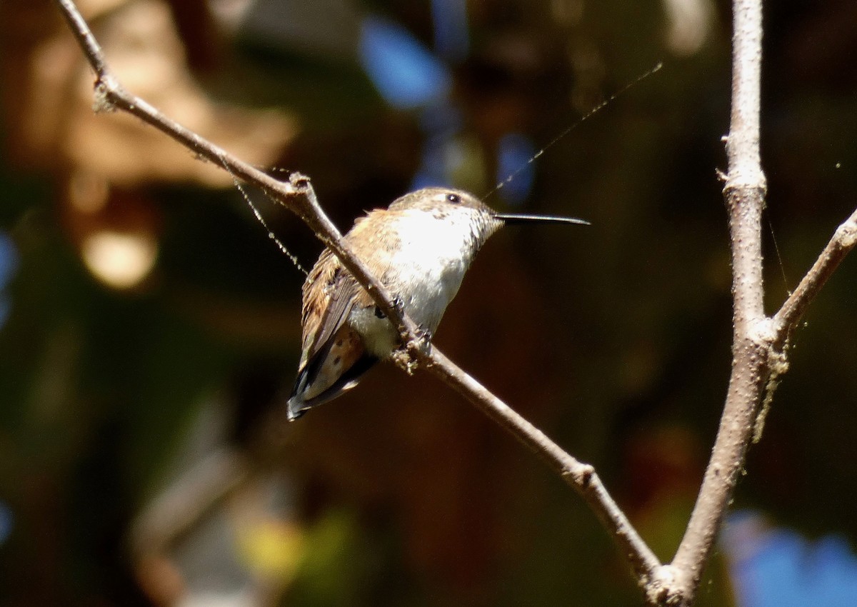 Rufous/Allen's Hummingbird - John Callender