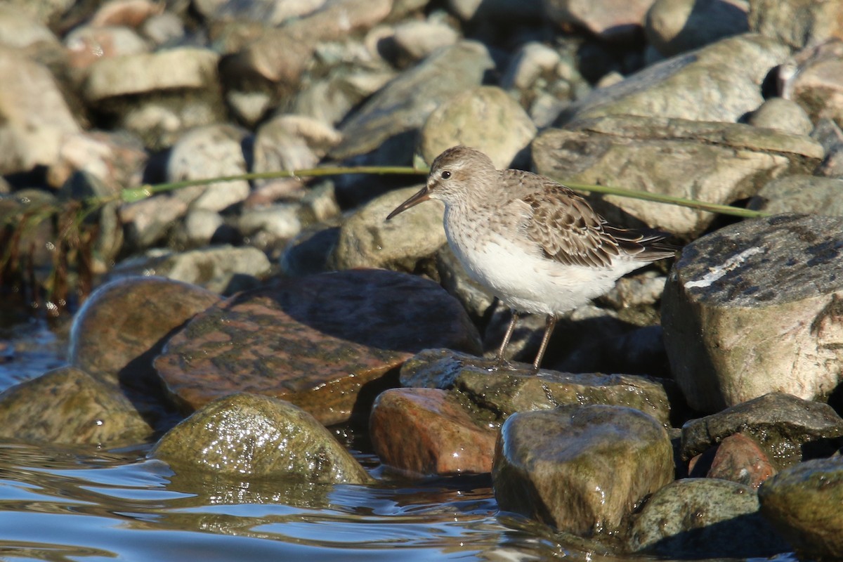 White-rumped Sandpiper - ML120805551