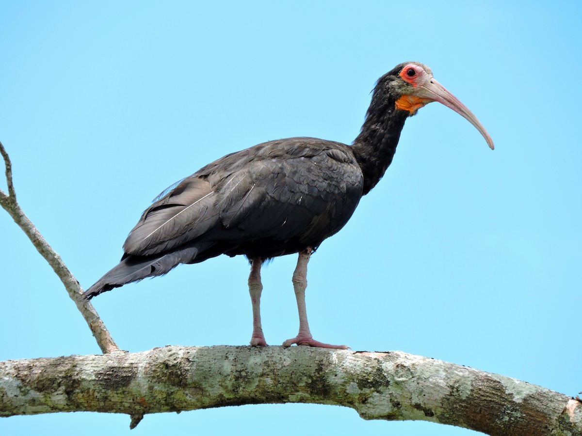 Sharp-tailed Ibis - Edwin Munera